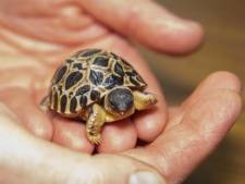 90-jarige schildpad meneer Pickles voor het eerst vader geworden