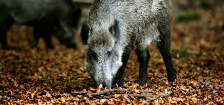 Jagers moeten recordaantal wilde zwijnen afschieten op Veluwe: ‘Er is veel wild, nou en?’