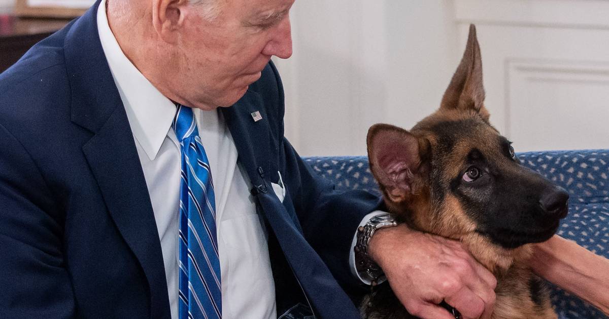 Il cane di Biden morde per l’undicesima volta il personale della Casa Bianca |  al di fuori