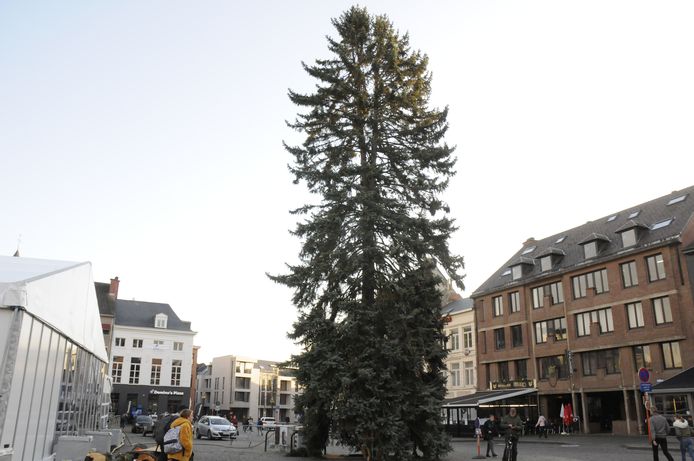 Tienen had nog nooit eerder zo'n grote kerstboom.
