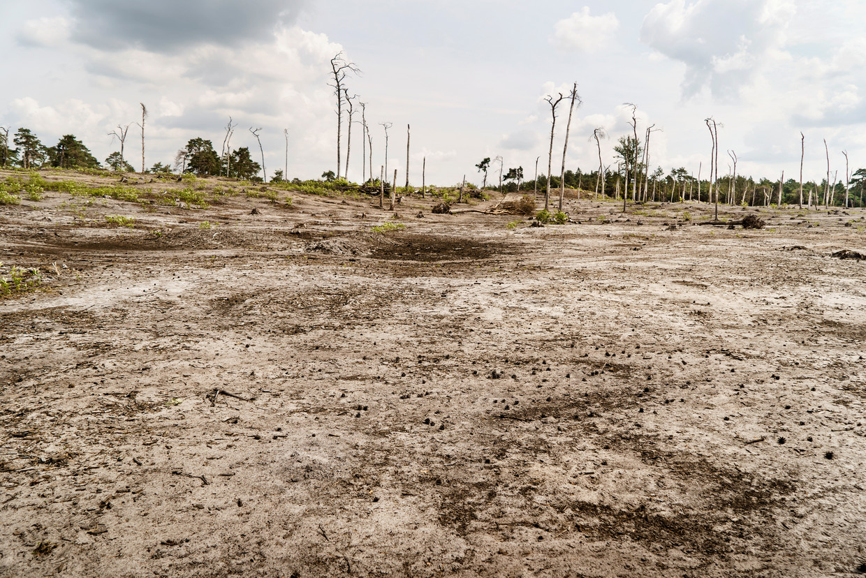 Hier zou heide moeten groeien. Het grootste gevaar is een tekort aan regen.  Beeld Eric de Mildt