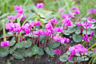 Deze winterse bloemen bloeien al in januari: acht tips om je tuin ook tijdens de donkerste maanden te laten stralen