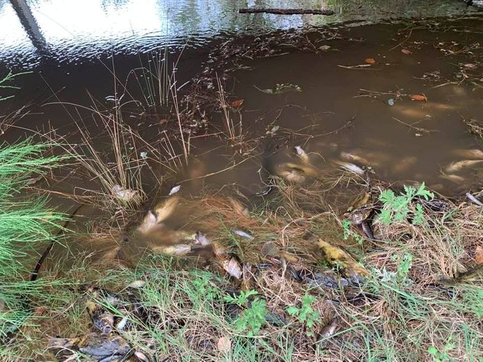 Dode vissen in de rivier Macleay in New South Wales.