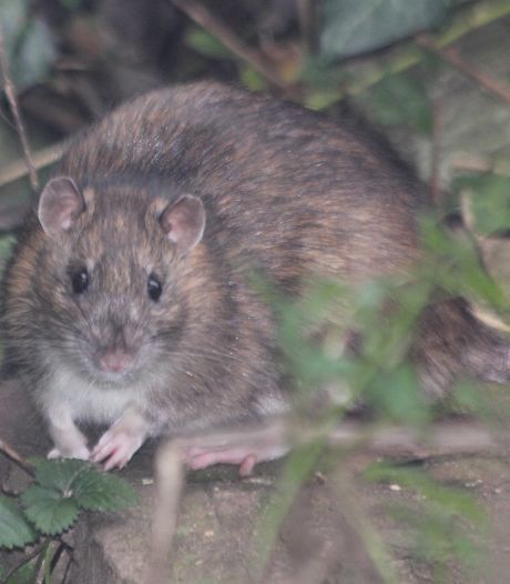 Brabant maakt jacht op bruine en zwarte ratten: ‘We zien ze steeds vaker ook in de stad opduiken’