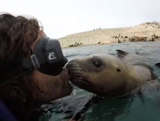 Schattig! “Verliefde” zeehond geeft duiker twee kussen