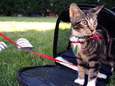 Voor de liefhebbers van kattenfilmpjes: CatVideoFest in de cinema’s in Gouda en Utrecht