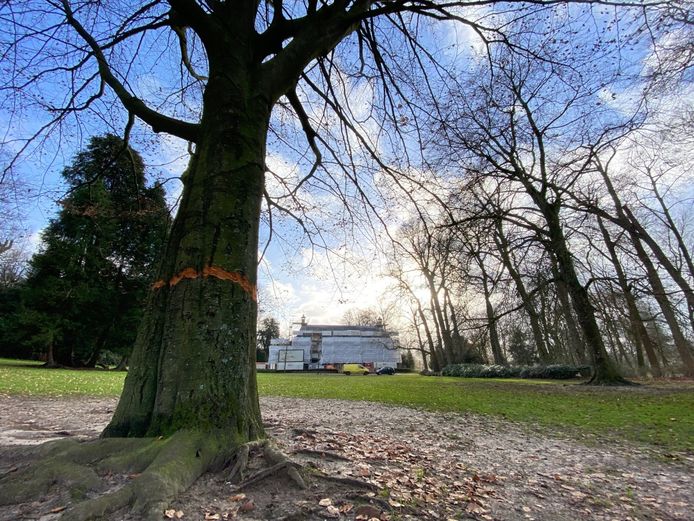 De immense boom tegenover de villa in Park Randenbroek is ook zwaar beschadigd, maar lijkt het te gaan redden.