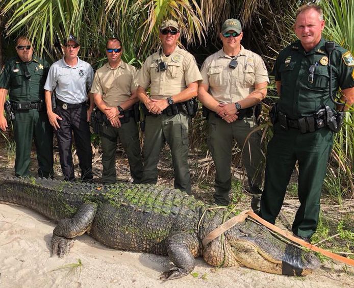 De alligator die in Florida gevangen werd.