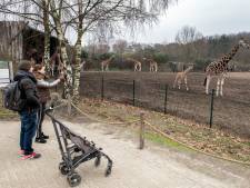 Safaripark ontvangt eerste duizend bezoekers weer; ‘aapjes kunnen weer mensen kijken’