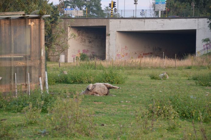 Een omgevallen schaap in een weide in Zelzate. De dieren zijn drachtig en verliezen hun gewicht. Ze kunnen niet meer op eigen kracht recht.