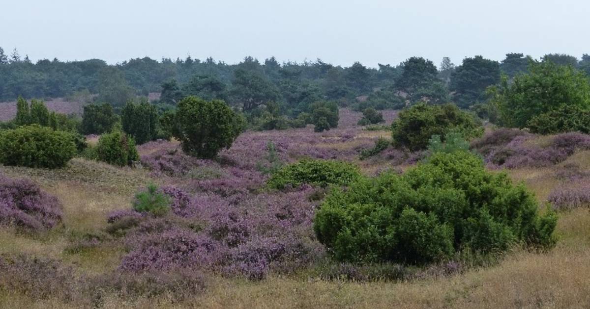 Heideherstel bij Beerze en Beerzerveld gaat verder