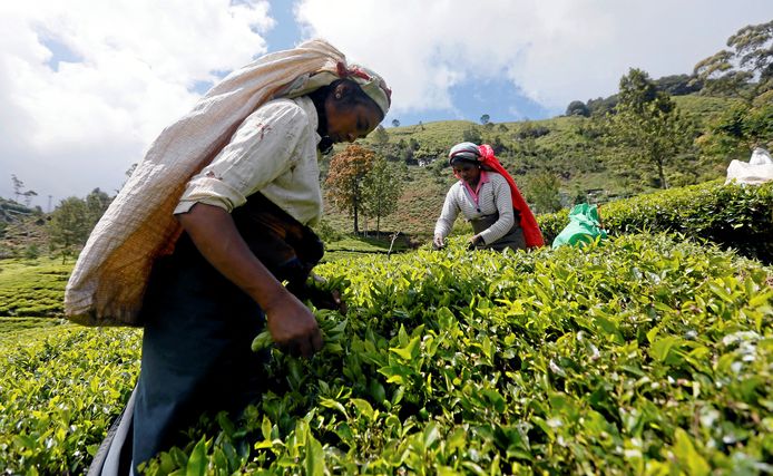 Arbeiders plukken theebladen in Nuwara Eliya in Sri Lanka.