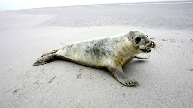 Twintig procent meer grijze zeehonden in de Waddenzee dan vorig jaar