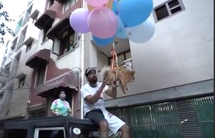 Youtuber laat zijn hondje Dollar vliegen.
