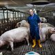 In Duitsland kreeg hij een beroepsverbod, hier verbrandden zijn varkens. Wie is hij?
