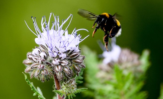 1 op de 10 bijen- en vlindersoorten in Europa zijn met uitsterven bedreigd.