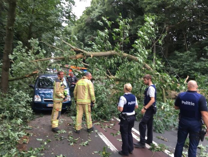 De brandweer had enkele uren werk met het ruimen van de omgevallen boom.