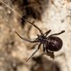 Bah: déze exotische spinnen kun je binnenkort in je schuur tegenkomen