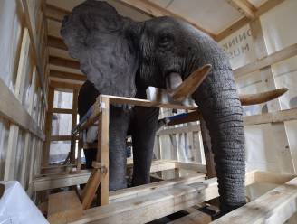 Opgezette olifant en giraf na drie jaar terug in Afrikamuseum in Tervuren