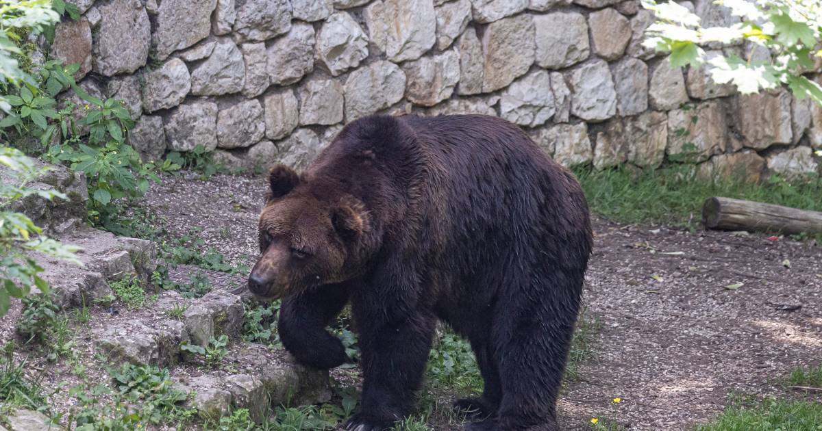 L'Italia intende sparare a 24 orsi dopo l'attacco mortale |  All'estero