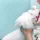 Hondentrimmer geeft hond ongevraagd roze oren en groene wenkbrauwen