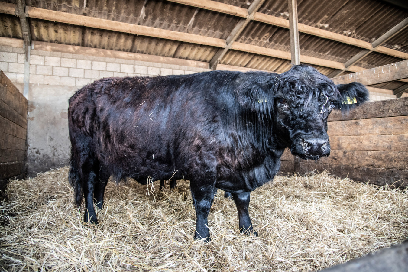 De koe die in de Maas zwom, een hoopvol verhaal | Foto | gelderlander.nl