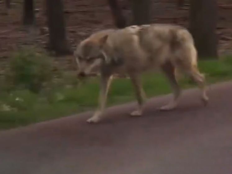 Des automobilistes néerlandais filment un loup s'approchant de leur voiture