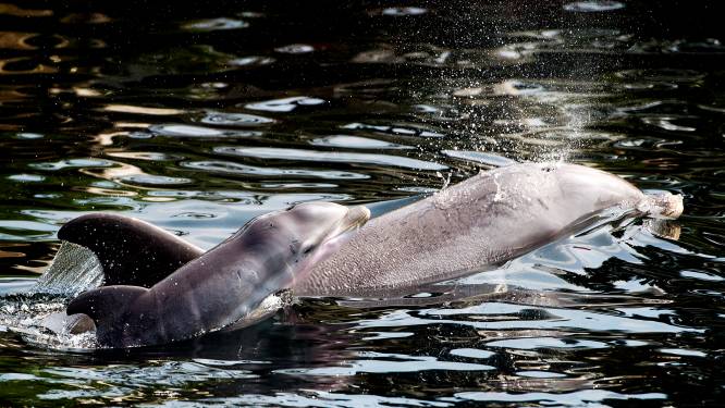 Minister Schouten wil dat Dolfinarium stopt met fokken dolfijnen