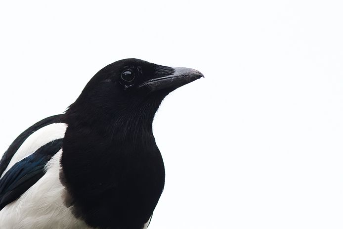 Ekster. Foto ter illustratie.