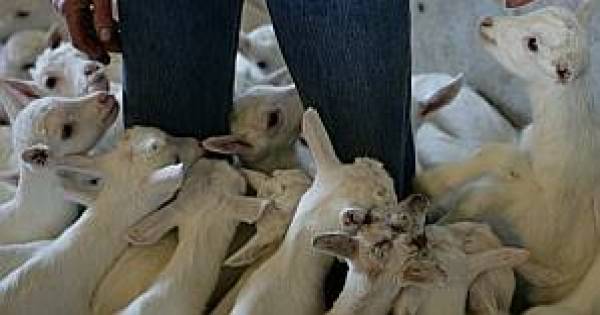 Geitenhouder Hurwenen heeft nog meer bouwplannen