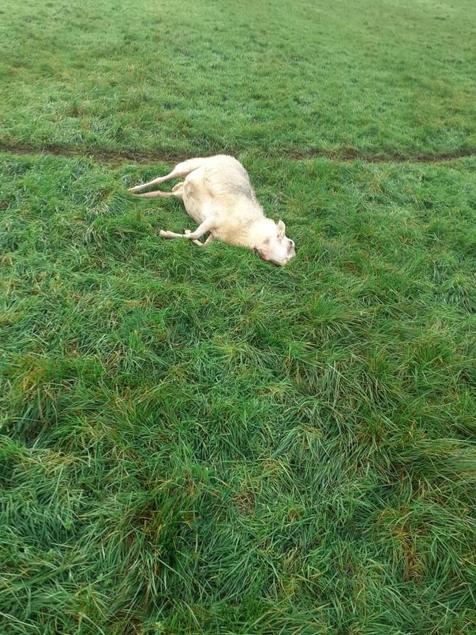 Un des moutons mordu à mort à la frontière entre Essen et Huijbergen.