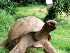 Oudste schildpad ter wereld heeft per ongeluk al 26 jaar homorelatie