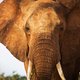 Door stropers en gebrek aan land staan Afrikaanse olifanten nu op de rode lijst