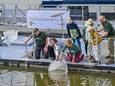 Bij het Biesbosch Museumeiland worden door ARK Rewilding, het Wereld Natuur Fonds en Sportvisserij Nederland steuren uitgezet.