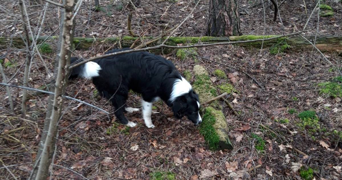 Brutale dieven stelen hond Tycho voor ogen van baasje Henny in Herperduin: ‘Erg dreigende situatie'.