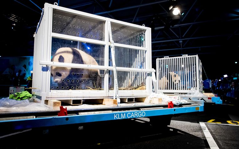 Reuzenpanda's Wu Wen en Xing Ya komen vanuit China aan op Schiphol, 2017. Beeld ANP