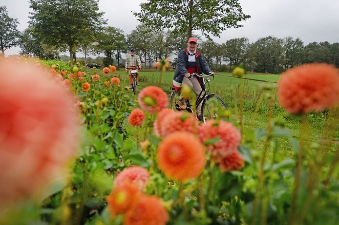 Bike-by of drive-by: wat vorig jaar nog een noodgreep was, wordt deze maand rond Rekken een creatieve wedloop tussen wagenbouwgroepen.