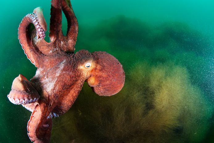 De reuzenkraak, de grootste octopus ter wereld.