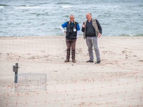 Het is gelukt, eerste plevier vliegt bijna uit vanaf Oranjezon  