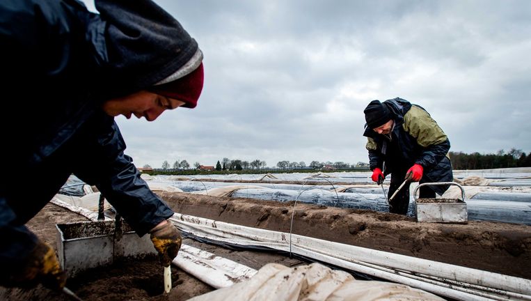 Aspergestekers eerder dit jaar bij Panningen. Volgens Hans de Boer kan het grootste deel van het half miljoen 'bijstanders' ook gewoon asperges steken, in het zonnetje, met de radio aan. 'Wat is daar fout aan?' Beeld anp