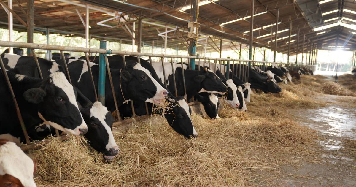 Campagne Boeren houden van koeien meest misleidend: ‘Sector moet eerlijke verhaal vertellen’