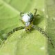 Niet voor arachnofoben: vijftig nieuwe spinnensoorten ontdekt in Australië