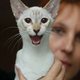 De opmars van de 'design kat'