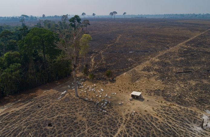 Ontbossing nabij Novo Progresso, in de deelstaat Para in Brazilië. Historisch gezien wordt in deze deelstaat het meeste ontbost.