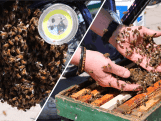 Zwerm van 3.000 bijen nestelt zich onder fietsmand, imker haalt ze weg