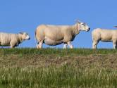 Dna-onderzoek wijst uit dat meerdere schapen in Friesland zijn doodgebeten door hond