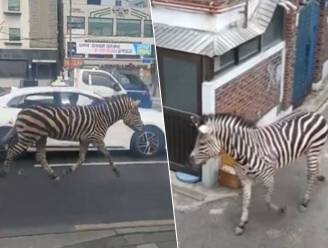 Ontsnapte zebra gaat 3 uur lang op ontdekking in Zuid-Koreaanse hoofdstad