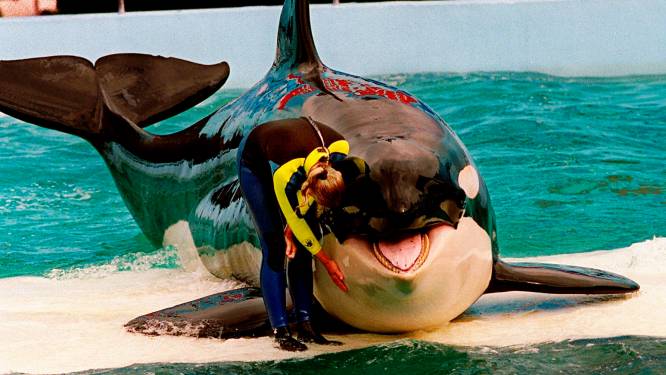 Après 52 ans de captivité, l'orque Lolita va retrouver sa liberté: “Je pense qu’elle sera heureuse et soulagée de rentrer chez elle”