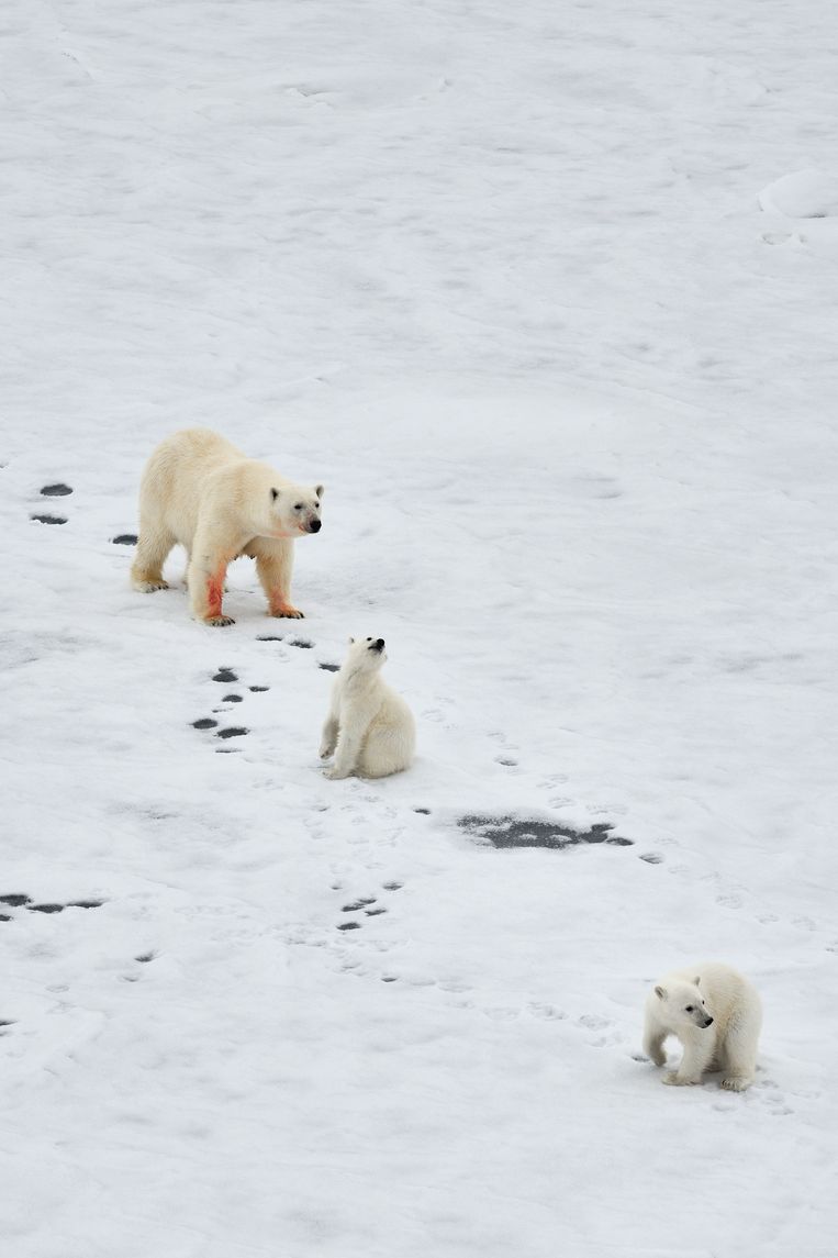 Een moederijsbeer laat haar nieuwsgierige pups wat dichter tot bij de ijsbreker komen.  Beeld David De Vleeschauwer