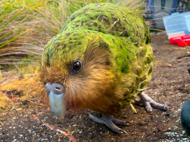 Net gered van uitsterving en alweer met uitsterven bedreigd: schimmelinfectie kan kakapo de kop kosten
